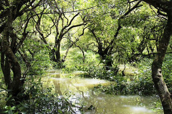 Ratargul Swamp Forest in Bangladesh