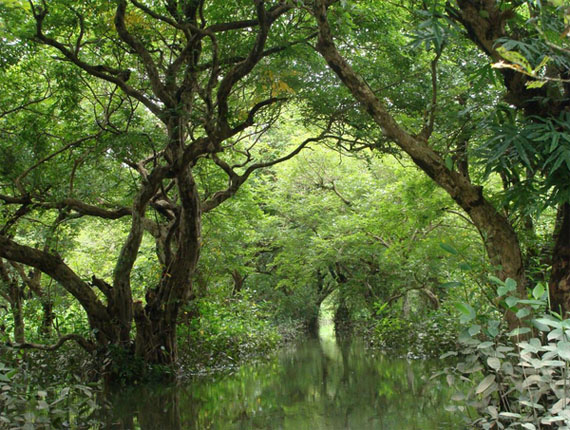 Ratargul Swamp Forest