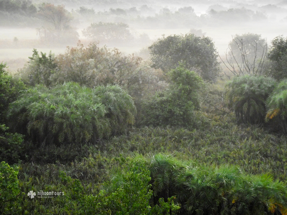 Panoramic view of the Sundarbans Mangrove Forest from an observation tower