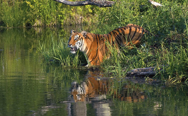A Bengal tiger in the Sundarbans Mangrove Forest