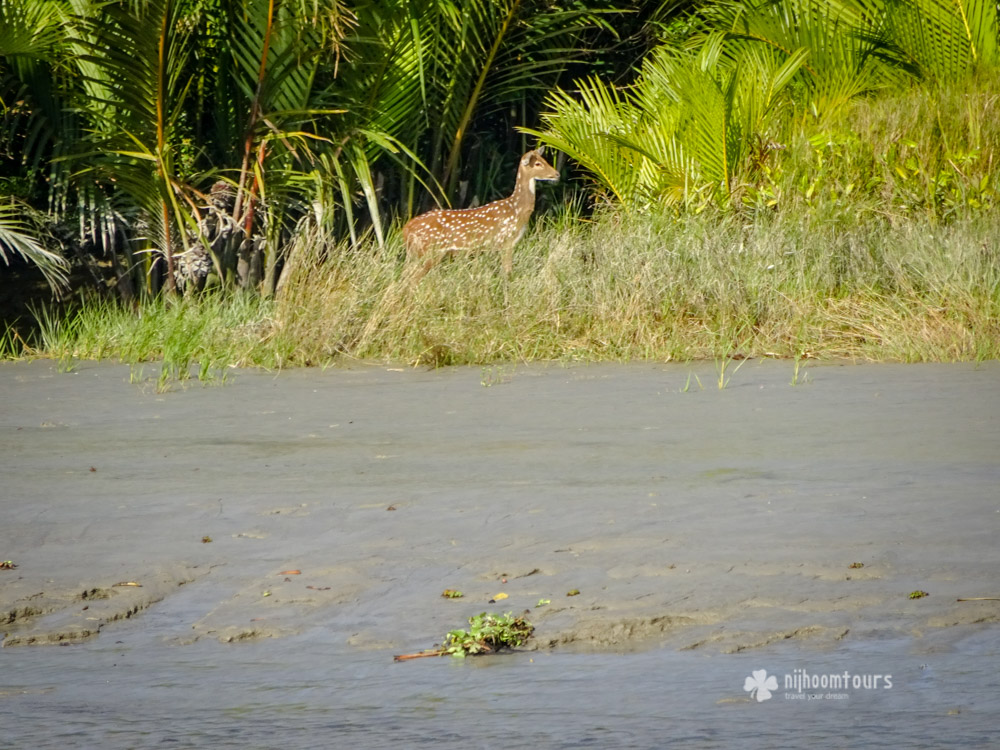 A spotted deer inside Sundarbans