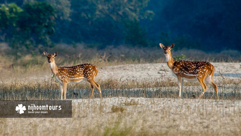 Axis deer in the Sundarbans Mangrove Forest