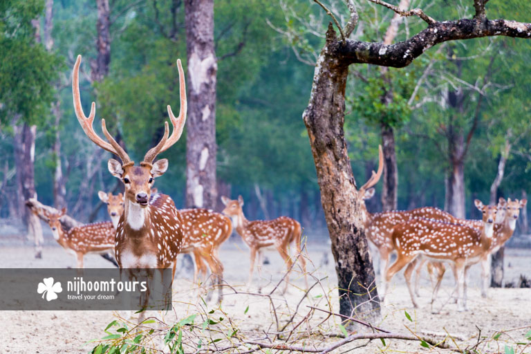 Sundarbans Mangrove Forest - Number one among the best places to visit in Bangladesh