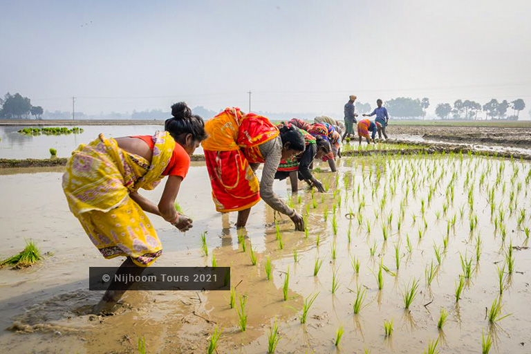Farmars planting rice in Bangladesh
