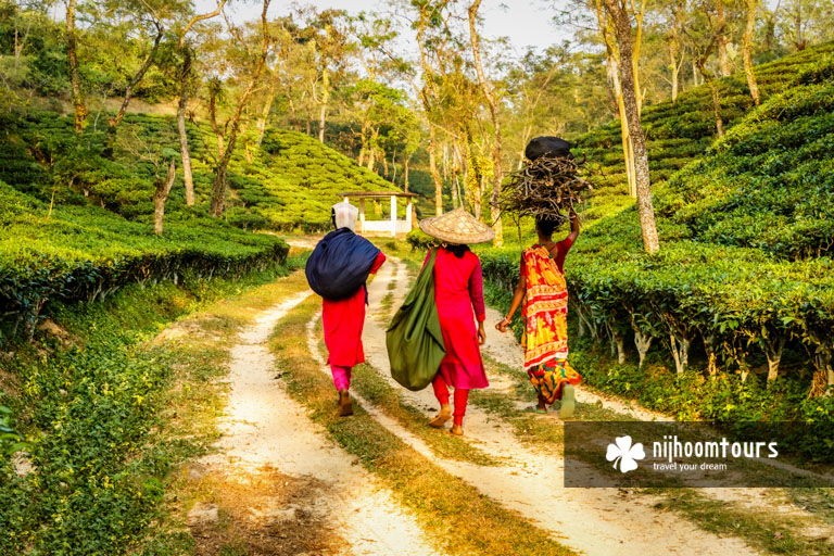 A photo of Sreemangal, the tea capital of Bangladesh - number three among the best places to visit.
