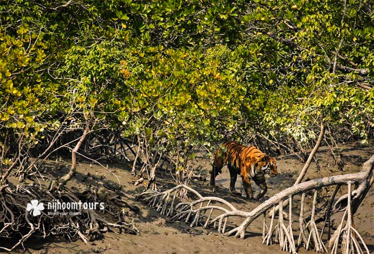 A photo of a Bengal tiger in Sundarban Mangrove Forest - number one among the best places to visit in Bangladesh