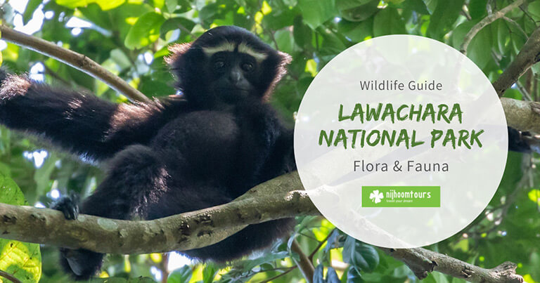 Lawachara National Park: Guide To Its Diverse Flora and Fauna