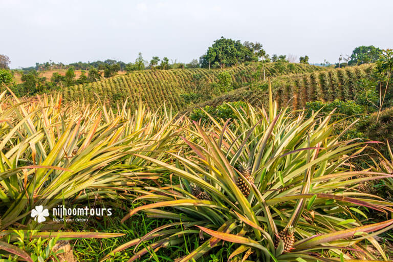 Pineapple orchards in Sreemangal