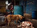 A photo of a street dog in Dhaka (East) Photography Tour