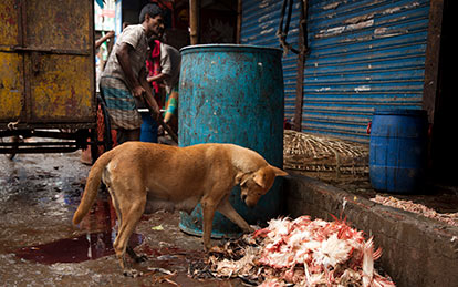 A street dog at Kaptan Bazar in Dhaka (East) Photography Tour