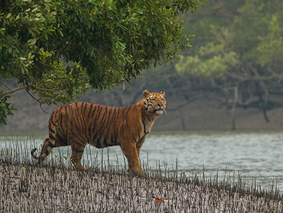 8 Days Sundarban Safari Tour package in Bangladesh to experience the largest mangrove forest in the world