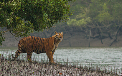 8 Days Sundarbans Safari Tour package in Bangladesh to experience the largest mangrove forest in the world