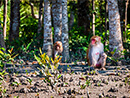 A photo of a Rhesus Macaque family in Bagerhat & Sundarban Tour