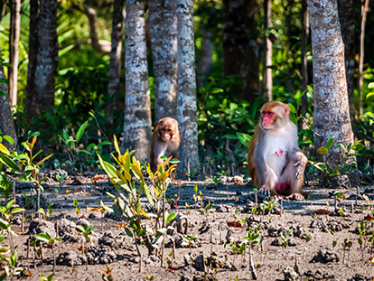 4-day Bagerhat & Sundarban Tour