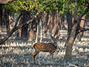 A photo of axis deer in our Sundarban Tour in Bangladesh from Mongla by boat