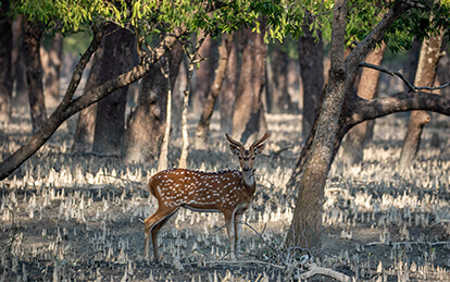 3-Day Sundarban Tour in Bangladesh from Mongla