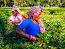 A photo of tea workers collecting tea leaves on a Sreemangal Day Tour
