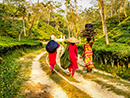Avatar of 3 Days Sreemangal Tour package in Bangladesh to enjoy the tea plantations of Sylhet