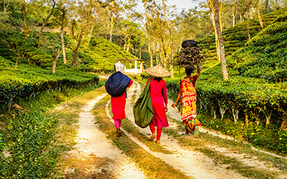 Cover photo of 3 days Sreemangal Tour package in Bangladesh to enjoy the tea plantations of Sylhet